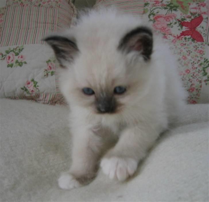 Hellig Birma Chicabee's Calypso  - 5 uger gammel imorgen billede 7