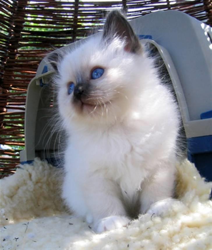 Hellig Birma Chicabee's Calypso  - Er jeg ikke lækker....??? NU ER JEG 6 UGER GAMMEL billede 8