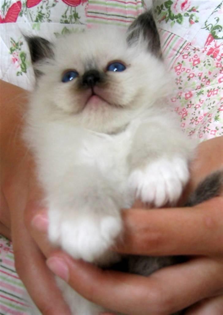 Hellig Birma Chicabee's Calypso  - Så kær... billede 9