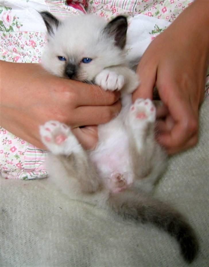 Hellig Birma Chicabee's Calypso  - Her kan man næsten se mine flotte kiler. billede 10