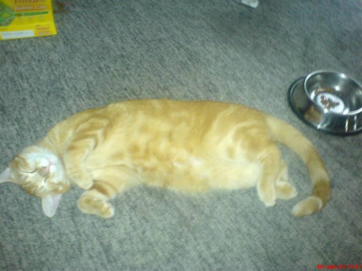 Huskat Mikkel(solgt) billede 13