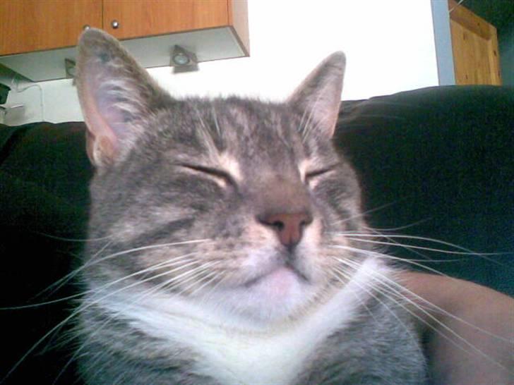 Huskat Mickey(solgt) billede 13