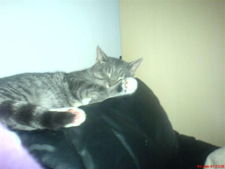 Huskat Mickey(solgt) billede 14