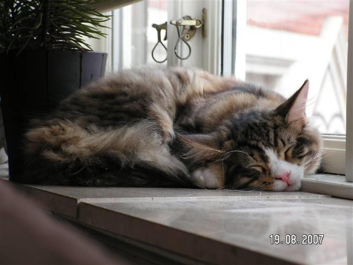 Maine Coon Malde - sover gerne i vinduskarmen billede 1