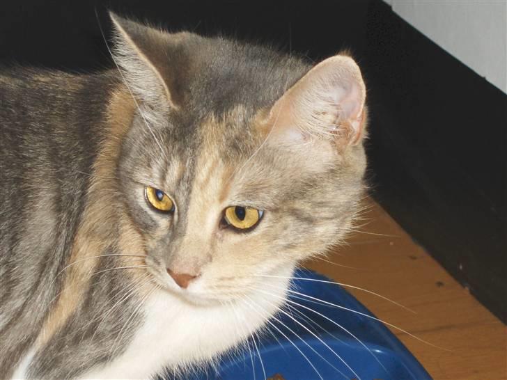 Blanding af racer Lexus Altessa billede 1