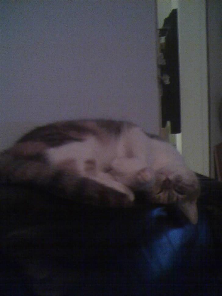 Blanding af racer Lexus Altessa billede 2