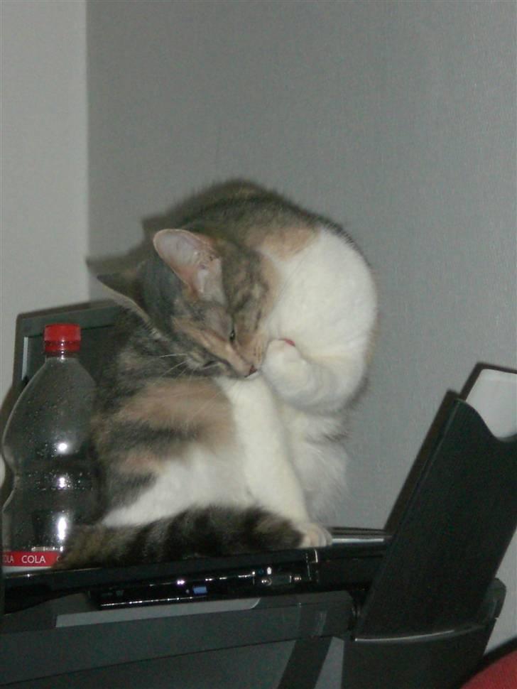 Blanding af racer Lexus Altessa billede 4