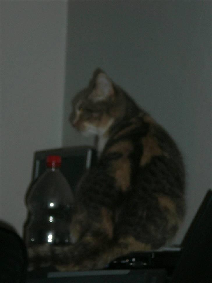 Blanding af racer Lexus Altessa billede 5