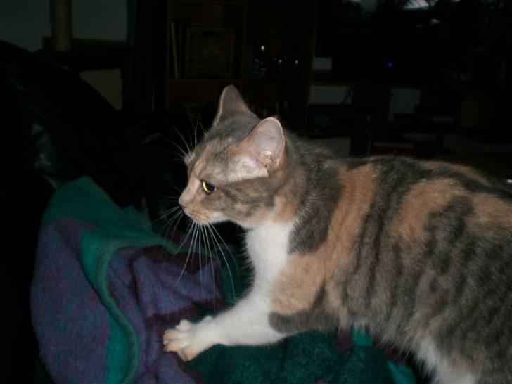 Blanding af racer Lexus Altessa billede 6