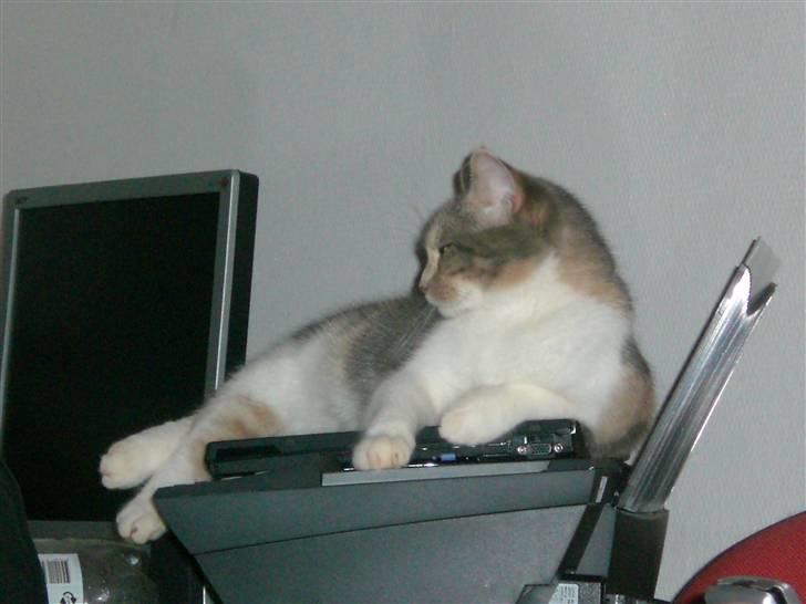 Blanding af racer Lexus Altessa billede 7