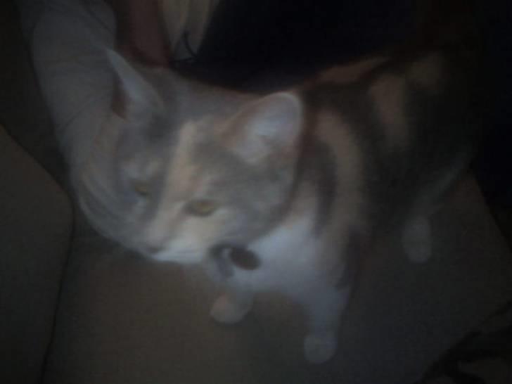 Blanding af racer Lexus Altessa billede 8