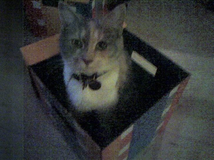 Blanding af racer Lexus Altessa billede 9