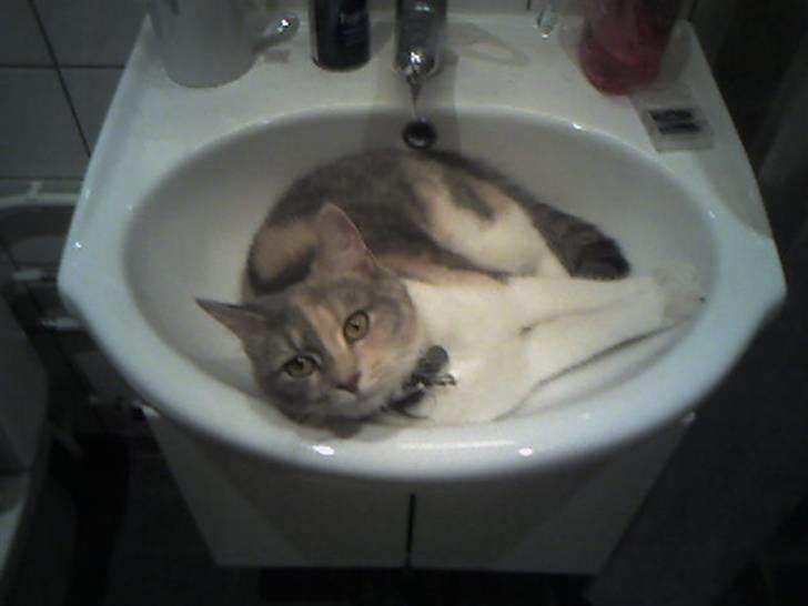 Blanding af racer Lexus Altessa billede 10