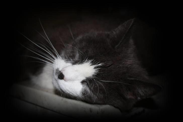 Huskat Sofus billede 1