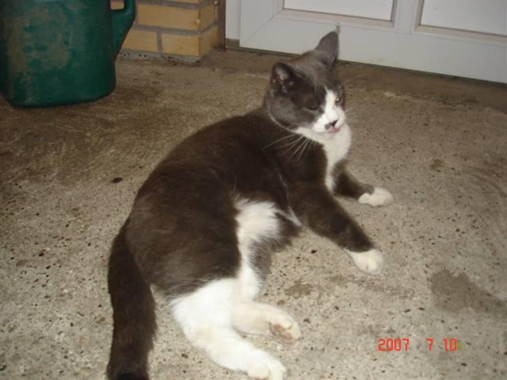 Huskat Sofus billede 2