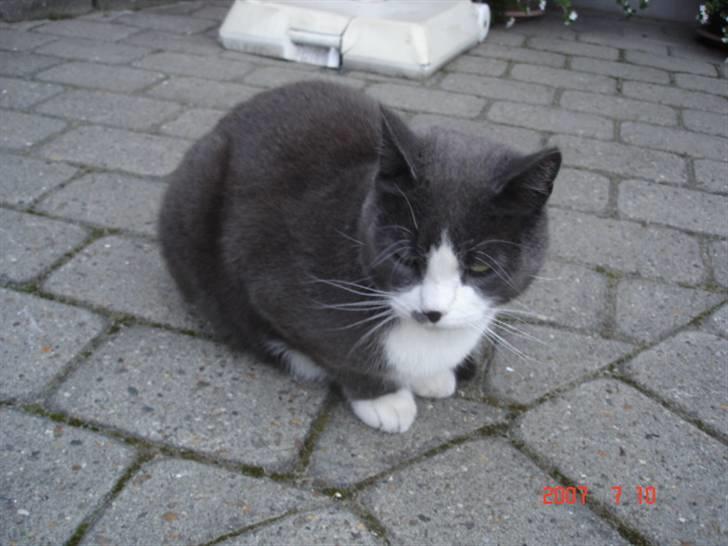 Huskat Sofus billede 3