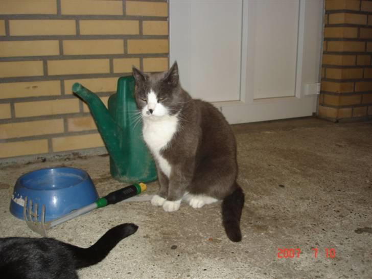 Huskat Sofus billede 4