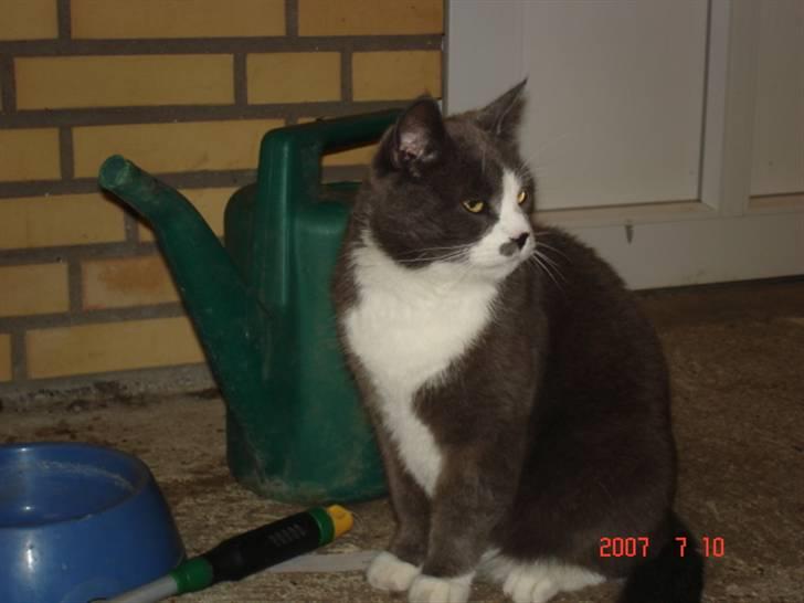 Huskat Sofus billede 5