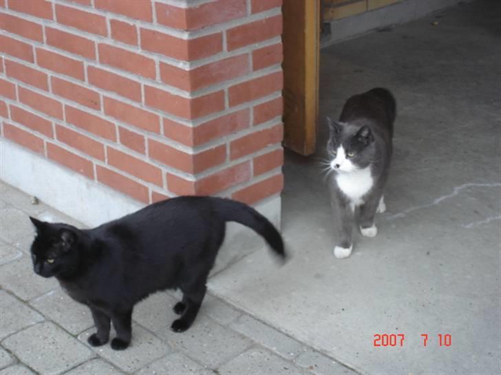 Huskat Sofus - der er de begge billede 6