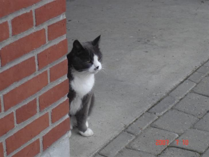 Huskat Sofus billede 7