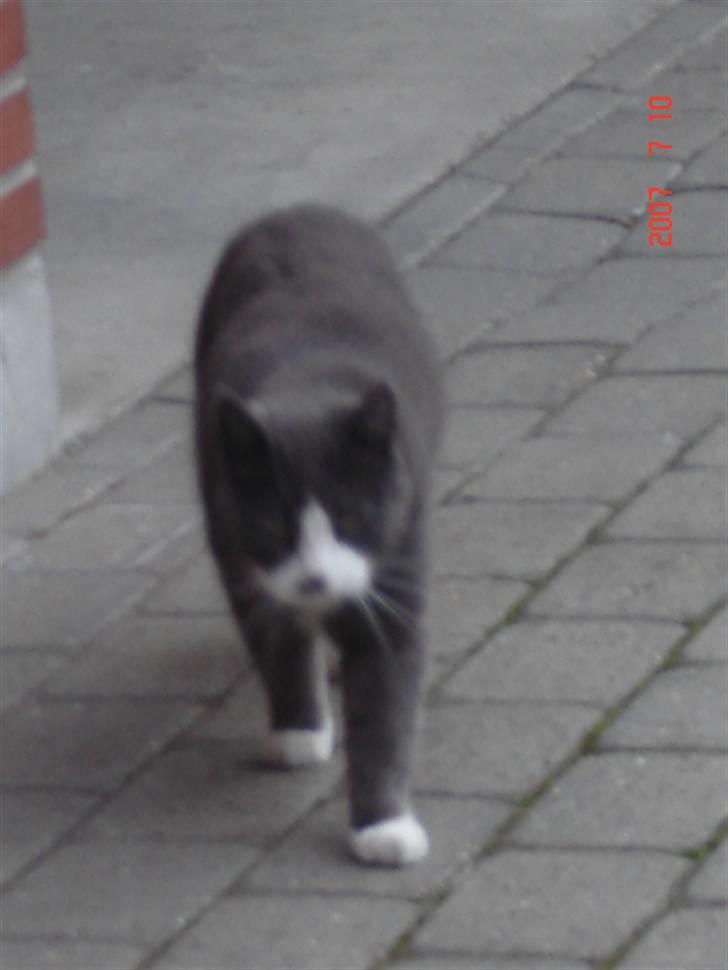 Huskat Sofus - undskyld kvaliteten billede 8