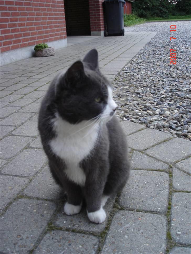 Huskat Sofus - undskyld kvaliteten billede 9