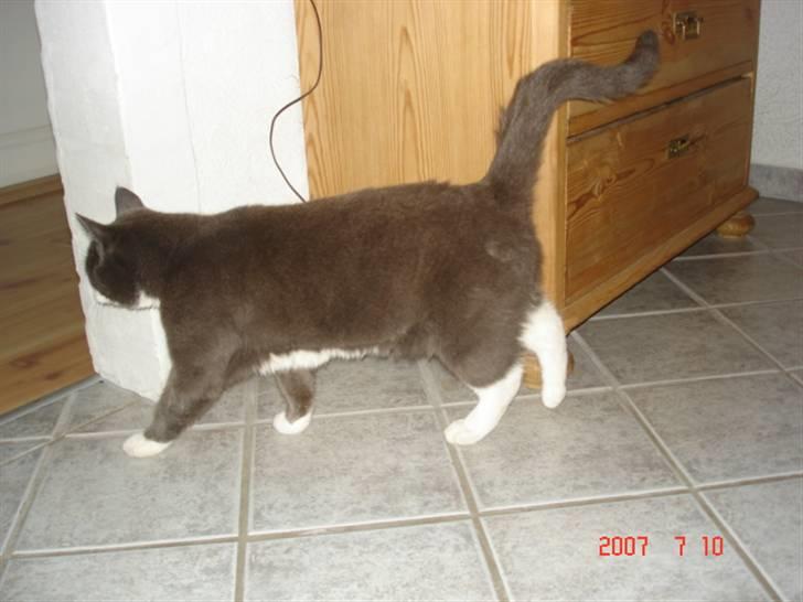 Huskat Sofus billede 11