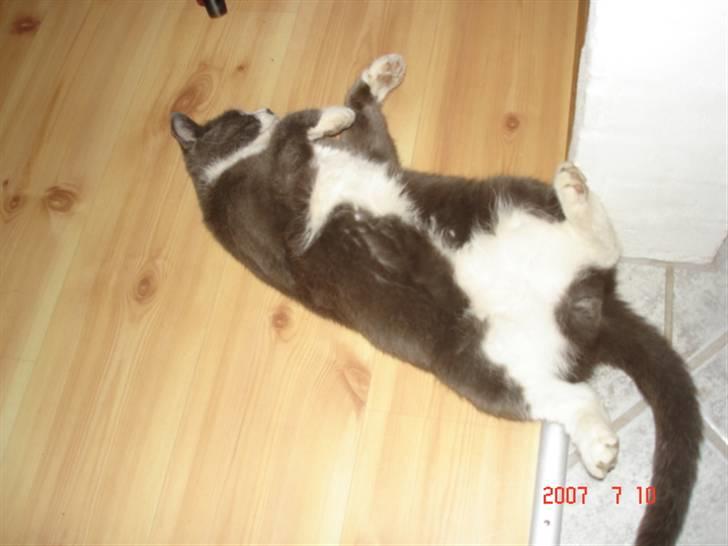 Huskat Sofus - arh det er dejligt at ligge på ryggen billede 12