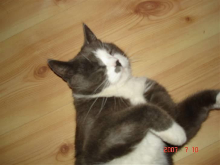 Huskat Sofus billede 13