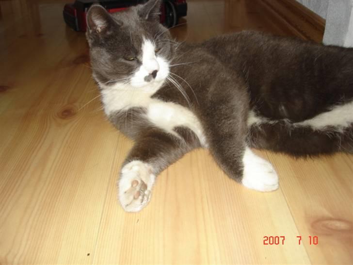 Huskat Sofus billede 14