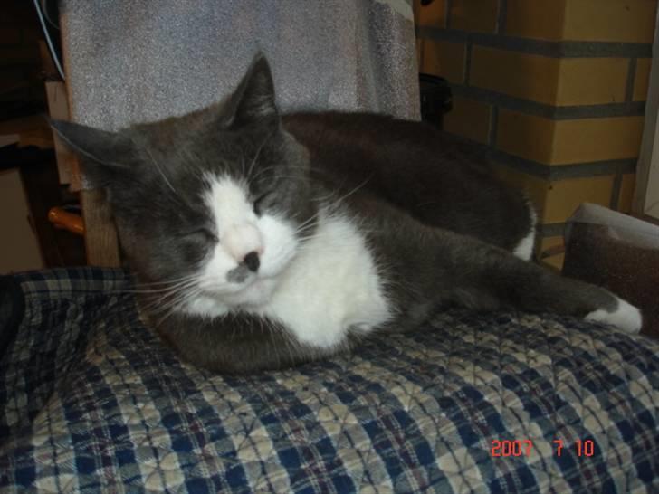 Huskat Sofus billede 15