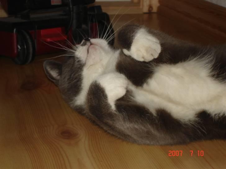 Huskat Sofus billede 16