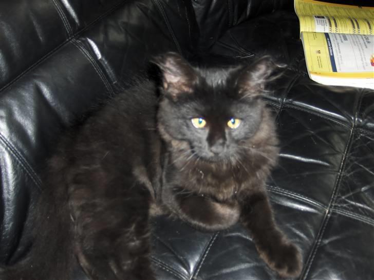 Blanding af racer Saga Negro billede 3