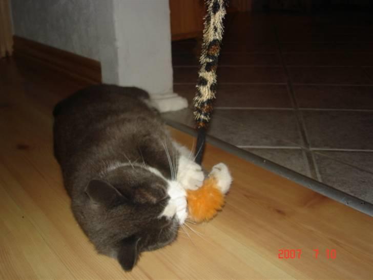 Huskat Sofus billede 17