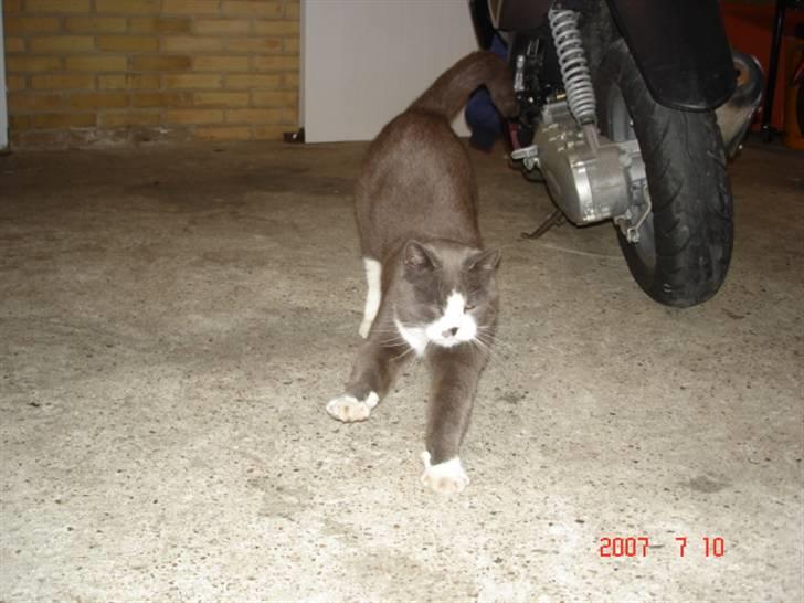 Huskat Sofus - arh jeg er doven ;D billede 18