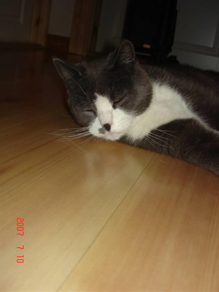 Huskat Sofus billede 19