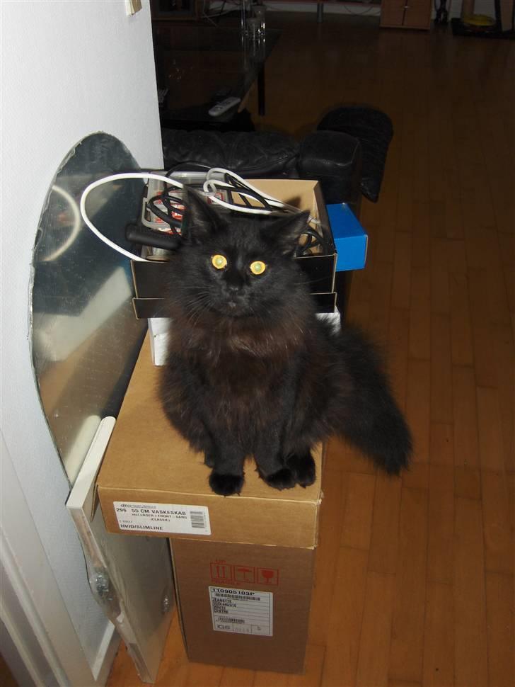 Blanding af racer Saga Negro billede 4