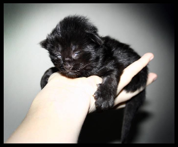 Blanding af racer Saga Negro billede 5