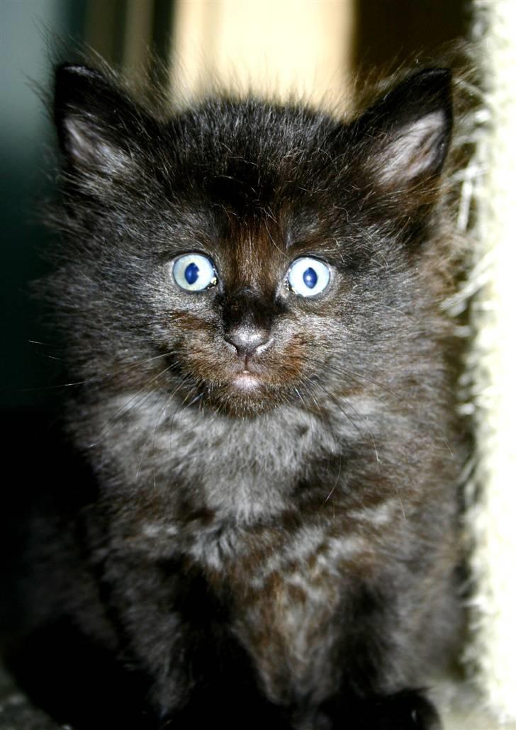 Blanding af racer Saga Negro billede 7