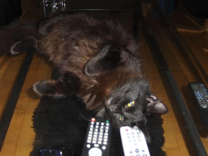 Blanding af racer Saga Negro billede 8