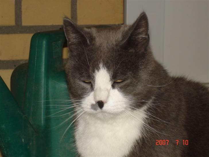 Huskat Sofus billede 20