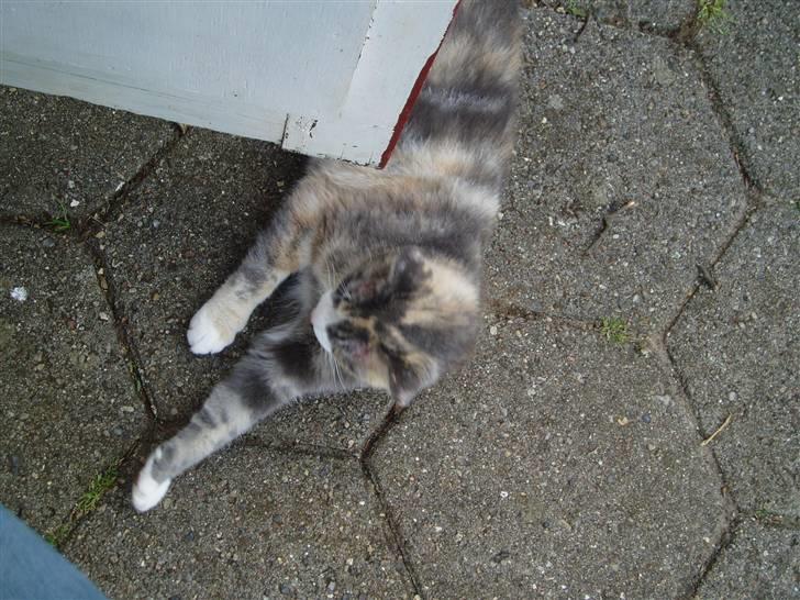 Blanding af racer Ida - Pas på fødderne folkens. Ida er i det frække hjørne. billede 18