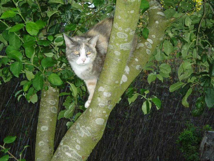 Blanding af racer Ida - Det er nu godt med sådanne æbletræer i haven. billede 19
