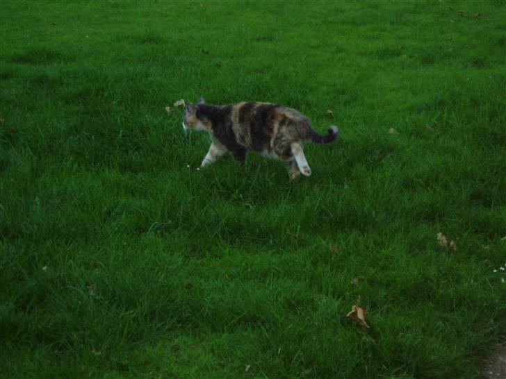 Blanding af racer Ida - Jeg lusker mig lige afsted for at se hvad der sker. billede 20