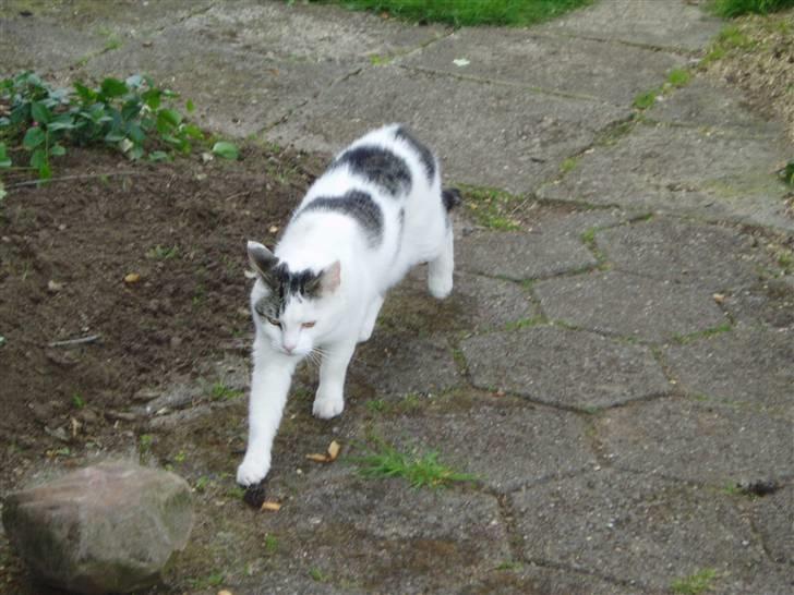 Blanding af racer Herkules billede 14