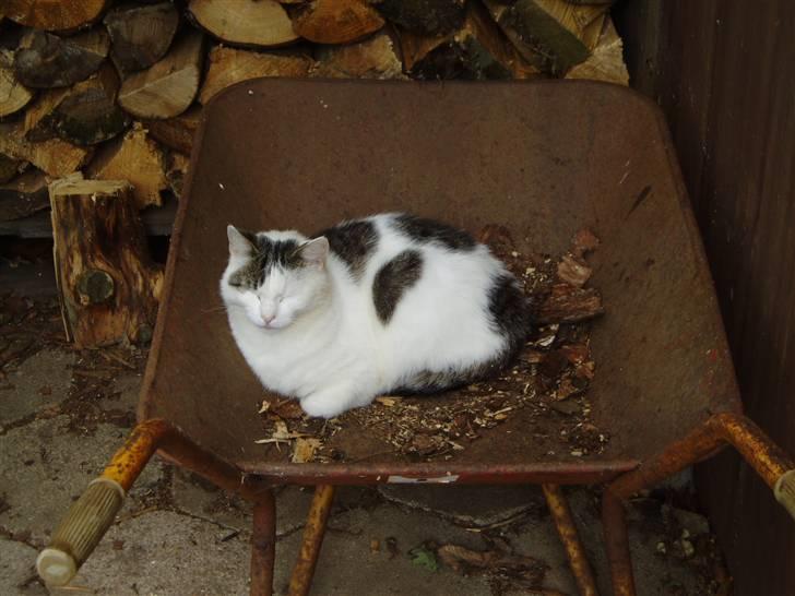 Blanding af racer Herkules billede 15