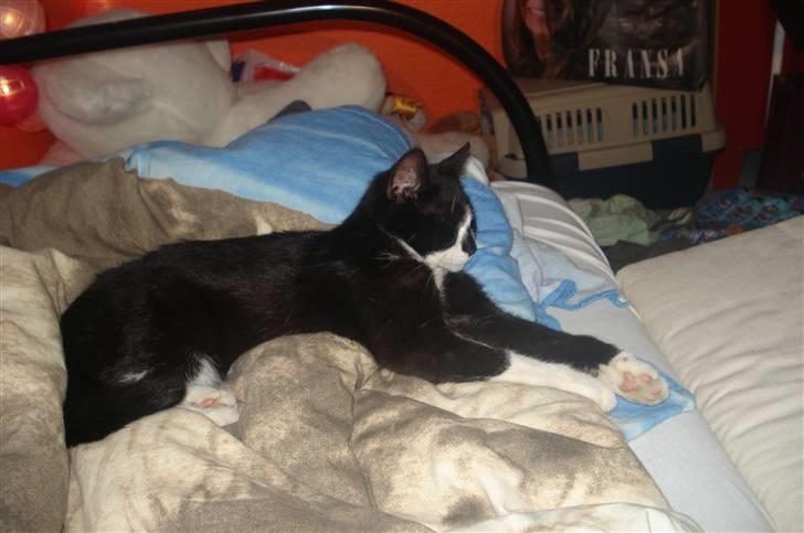 Huskat felixsine<3!! R.I.P :'( billede 6