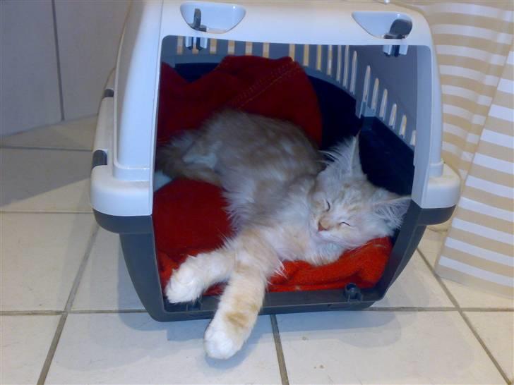 Maine Coon Disney billede 6