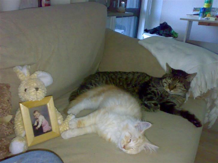 Maine Coon Disney billede 7