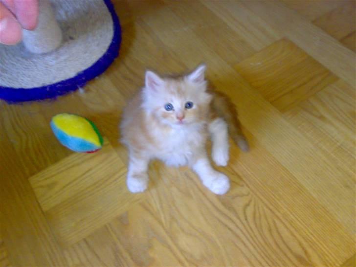 Maine Coon Disney billede 8